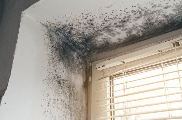 Affordable Mold Remediation solutions in Chantilly, VA