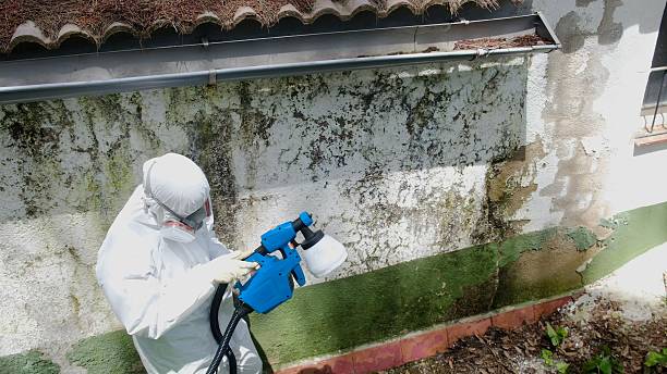 Trusted Mold Remediation service in Chantilly, VA - Cheap Mold Removal